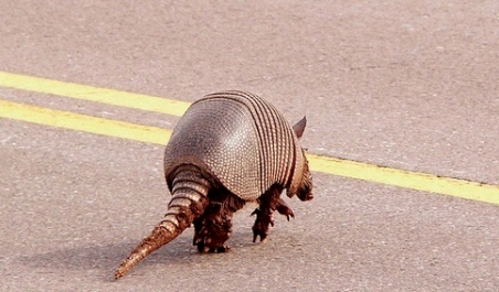 Armadillo